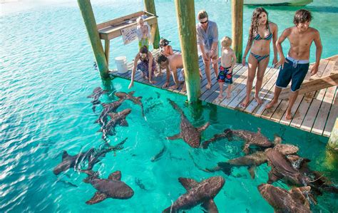 Swim with Pigs & Turtles in Nassau Bahamas